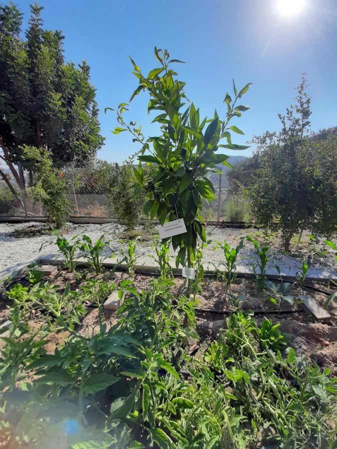 Agios Theodoros Happy Glamping Cyヴィラ エクステリア 写真