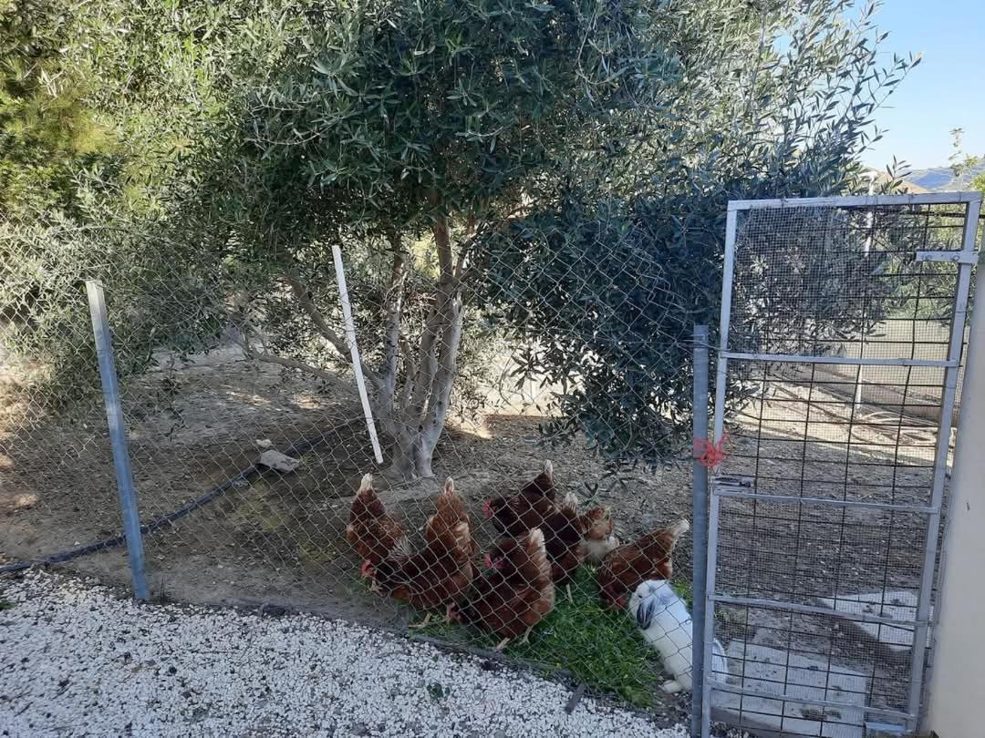 Agios Theodoros Happy Glamping Cyヴィラ エクステリア 写真